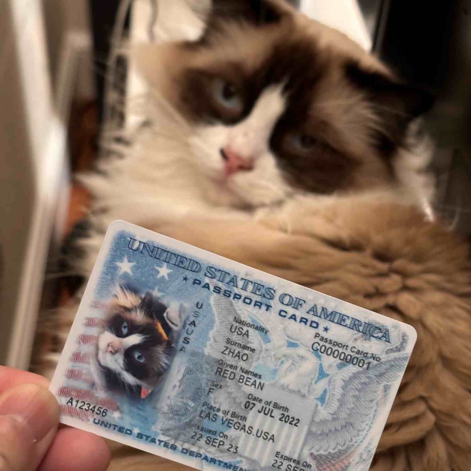 sample id card