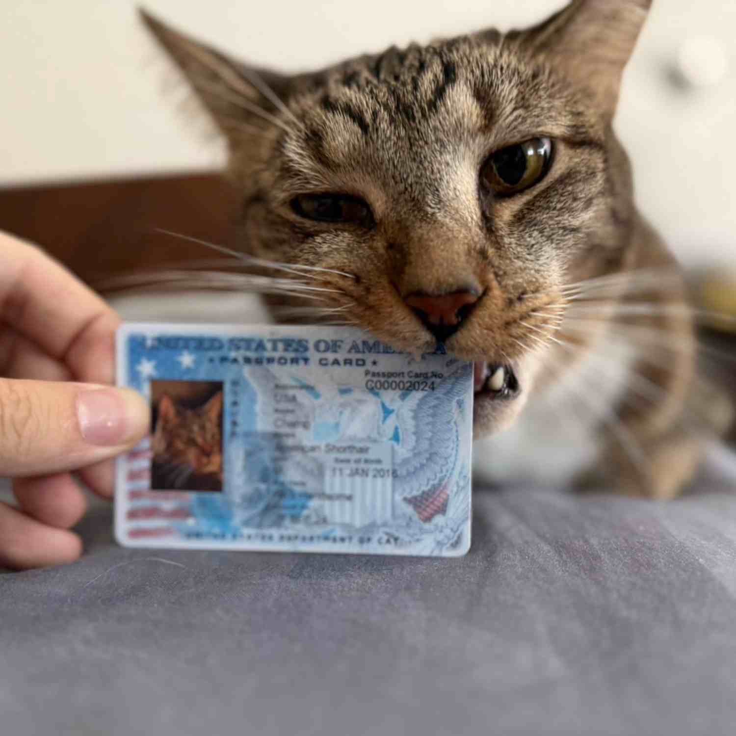 sample id card